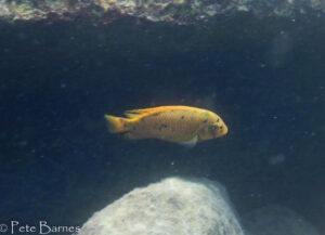 Labeotropheus fuelleborni 'Chinyamwezi Island'